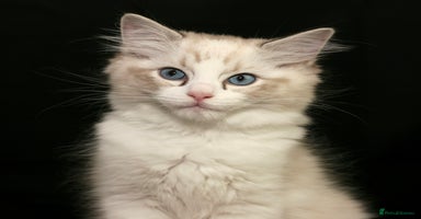 Ragdoll cats - Advert 13