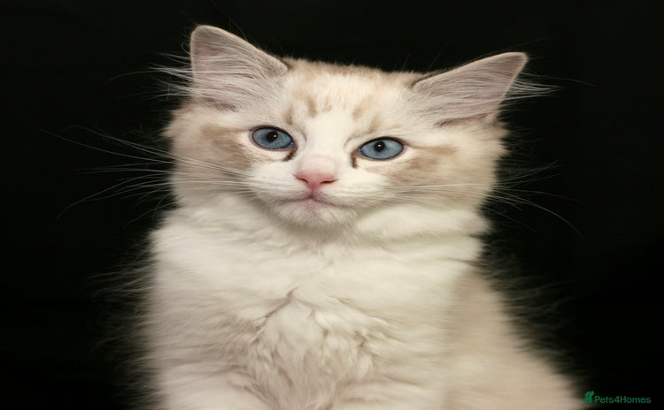 Ragdoll cats - Advert 7