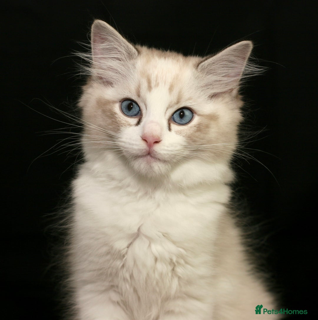 Ragdoll cats for sale: Ragdoll kittens TICA beautiful quality cats  - Image 1