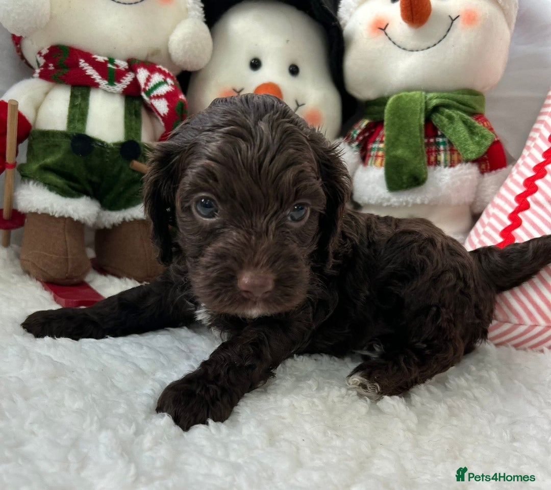 Cockapoo dogs for sale: F1 Chocolate Cockapoos - Advert 8