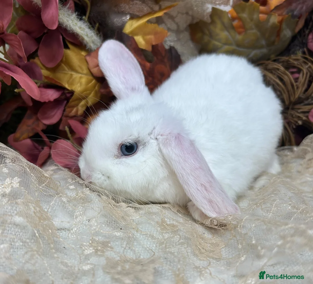 Mini Lop rabbits for sale: Mini lop female  - Advert 1