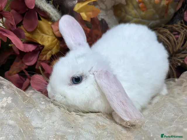 Mini Lop rabbits Mini lop female - Advert 1