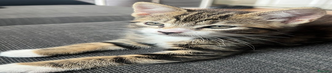 Domestic Shorthair Kitten 3