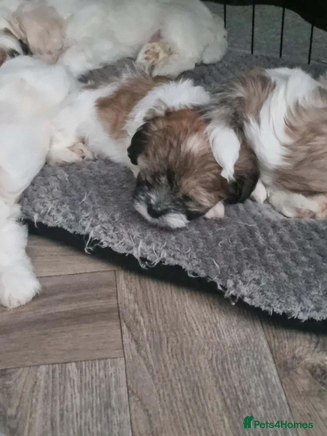 Zuchon dogs for sale: Beautiful Zuchon puppies looking for forever homes in Preston - Advert 12
