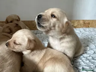 Labrador Retriever dogs My Labrador Puppys 🐾 - Advert 3