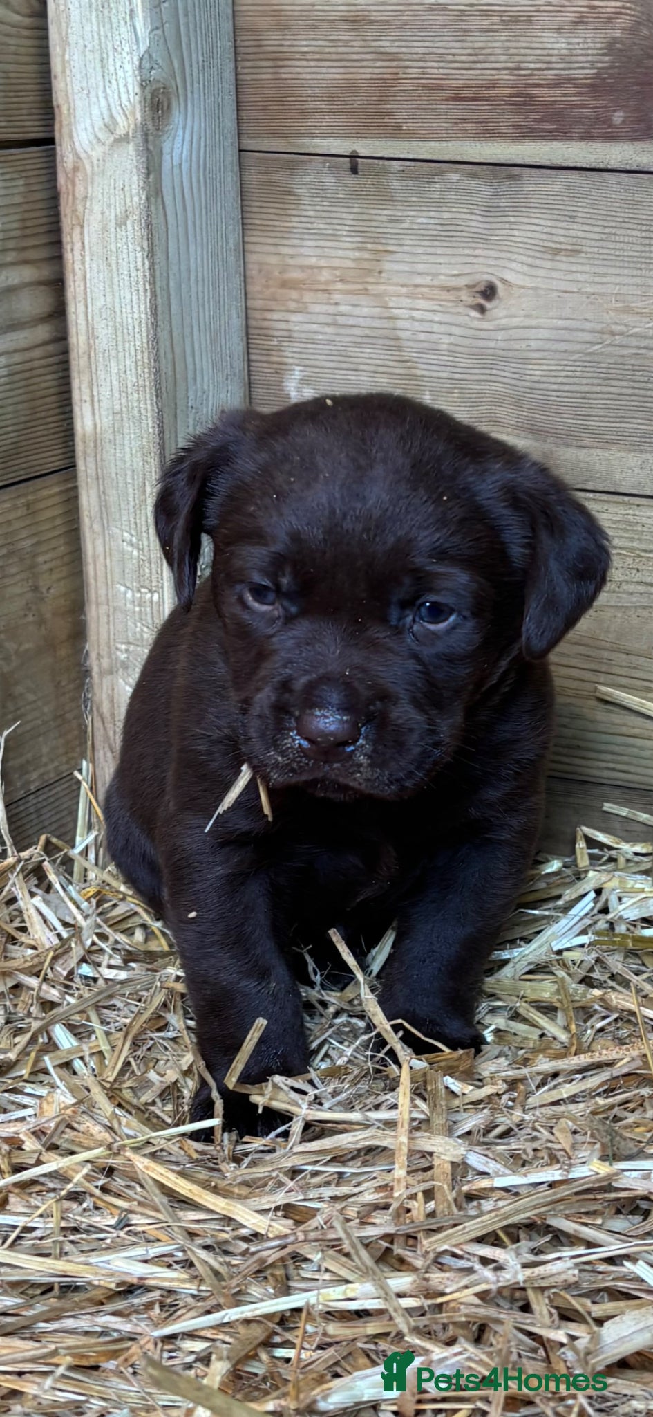Labrador Retriever dogs Chocolate Labradors  - Advert 2