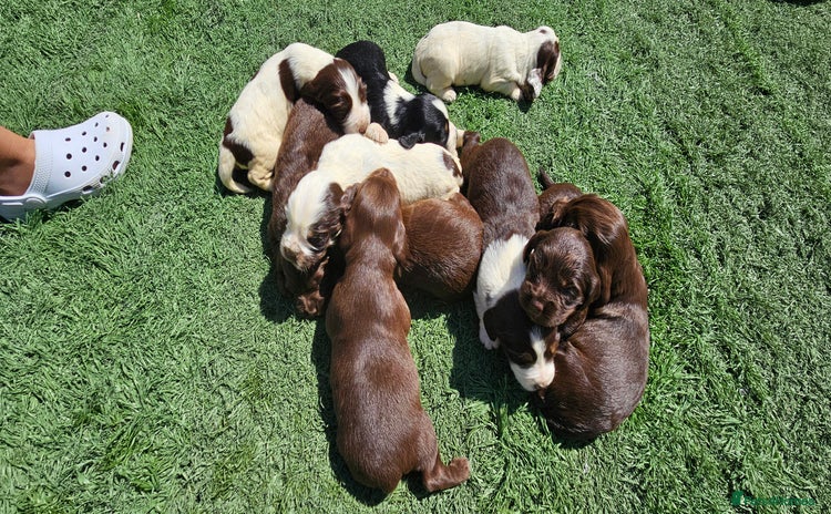 Cocker Spaniel dogs - Advert 7