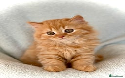 British Longhair cats for sale: Champion line kittens with excellent pedigrees - Image 4