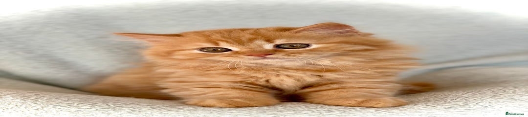 British Longhair Kitten 2