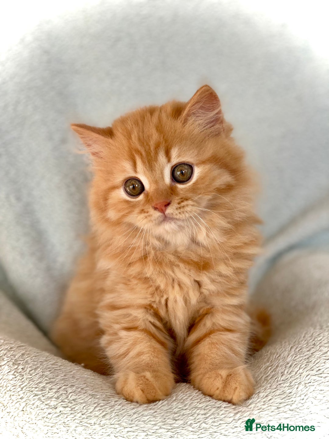 British Longhair cats for sale: Champion line kittens with excellent pedigrees - Image 4