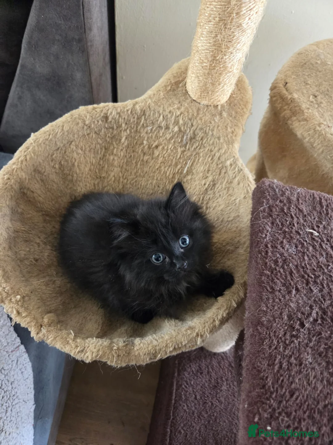 Mixed Breed cats for sale: Adorable kittens in Liverpool - Advert 7