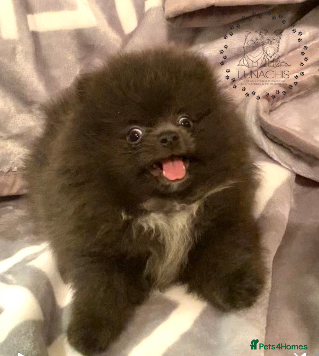 Pomeranian dogs for sale: Stunning Pomeranian puppies - Advert 14