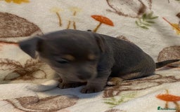 Jack Russell dogs for sale: Blue, Lilac & Tan smooth coated miniature JRT - Advert 7