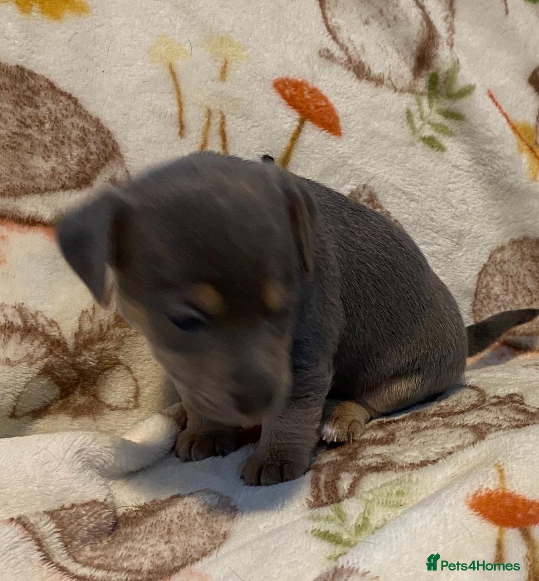 Jack Russell dogs for sale: Blue, Lilac & Tan smooth coated miniature JRT - Advert 7