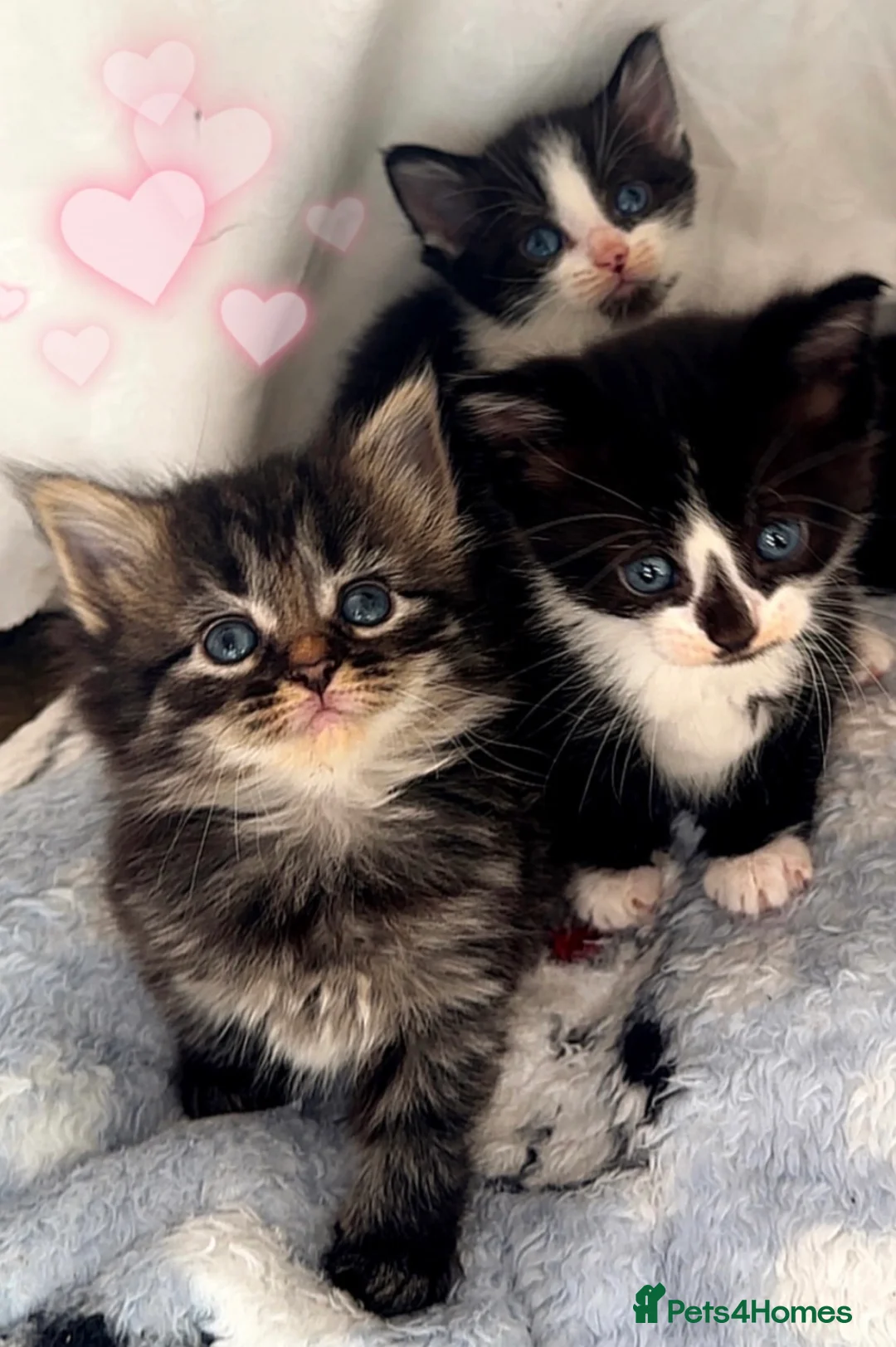 Mixed Breed cats for sale: Mixed breed kittens  - Advert 2
