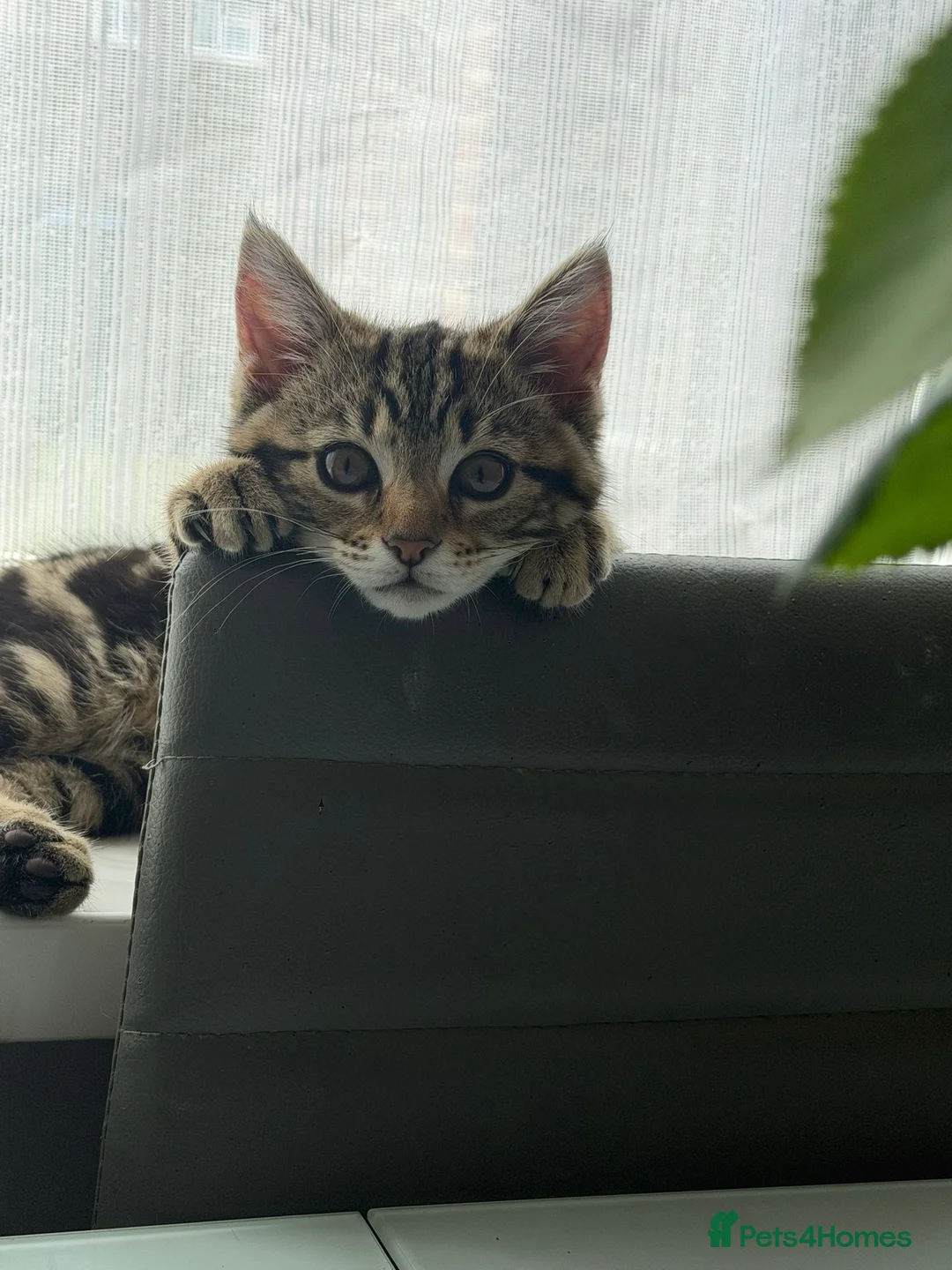 Domestic Shorthair cats for sale: Domestic short hair needs rehoming  - Advert 2