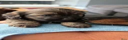 Mixed Breed dogs for sale: Schweenie puppy left looking for her forever home in Neath - Advert 9
