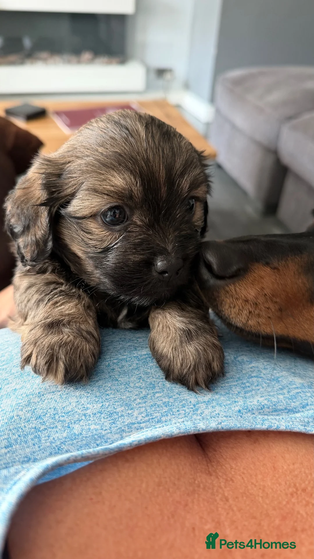 Mixed Breed dogs for sale: Schweenie puppy left looking for her forever home in Neath - Advert 9