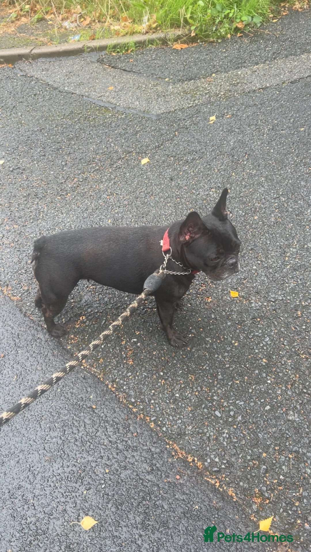 French Bulldog dogs for sale: Beautiful French Bulldog in Brierley Hill - Advert 2