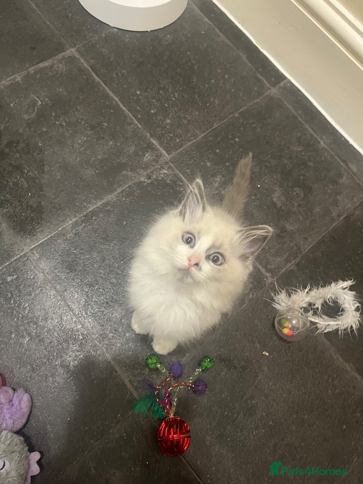 Ragdoll cats blue lynx bi colour ragdolls   - Advert 18