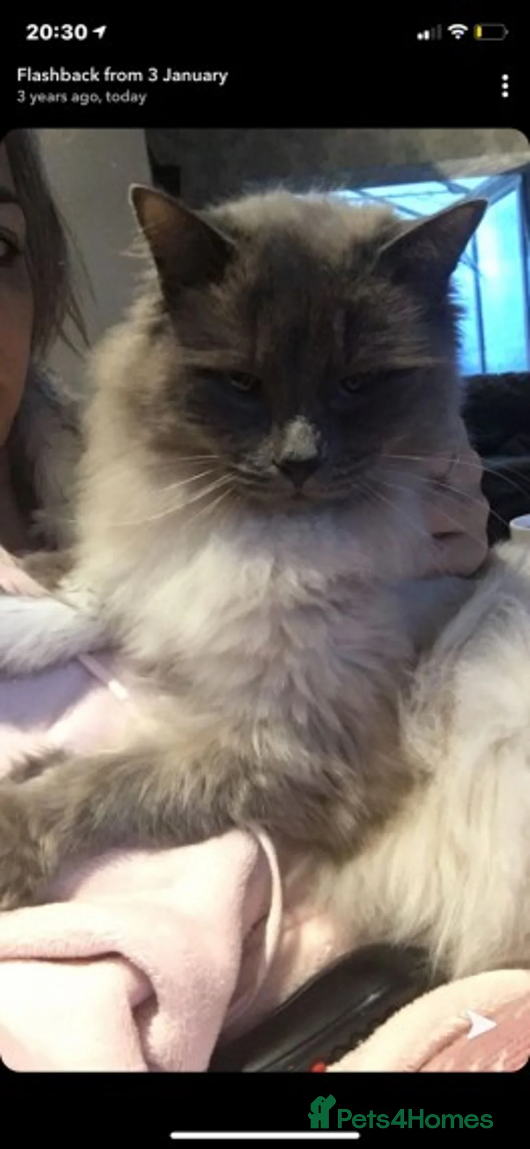 Mixed Breed cats for stud: 100% Proven studs available in Brighouse - Advert 3