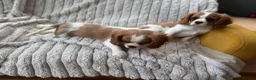 Cavalier King Charles Spaniel dogs for sale: 2 Blenheim cavalier King Charles spaniel boys  - Advert 15