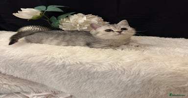 British Shorthair cats - Advert 13