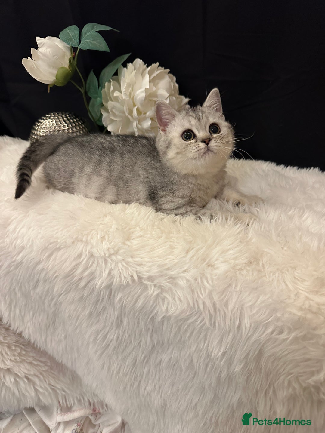 British Shorthair cats for sale: Silver Spotted Full Pedigree Registered BSH - Image 5