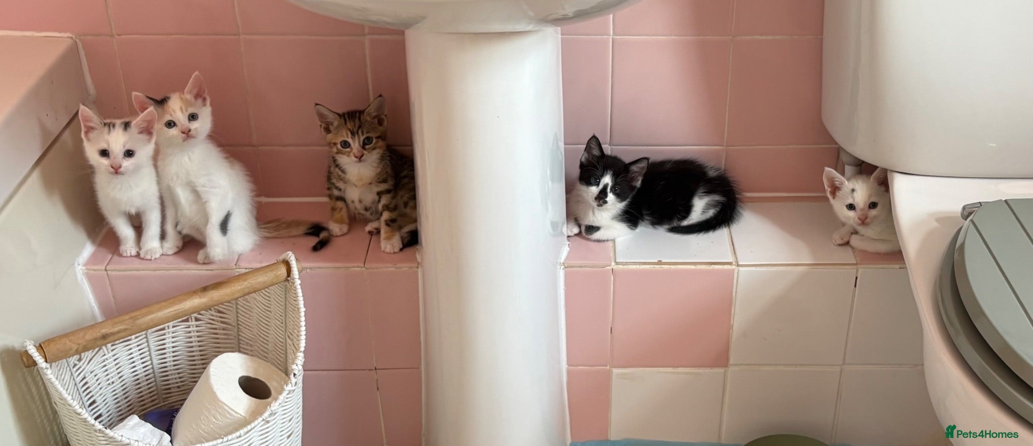 Mixed Breed cats READY 24th. 5 beautiful, cuddly, playful kittens  - Advert 1