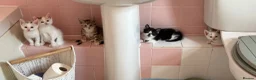 Mixed Breed cats for sale: READY 24th. 5 beautiful, cuddly, playful kittens  - Advert 7