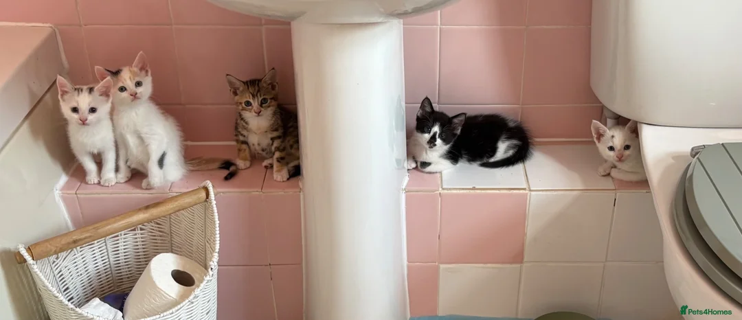 Mixed Breed cats for sale: READY 24th. 5 beautiful, cuddly, playful kittens  - Advert 7