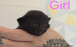 Mixed Breed cats for sale: Adorable Kittens Looking for Their Forever Homes - Image 11