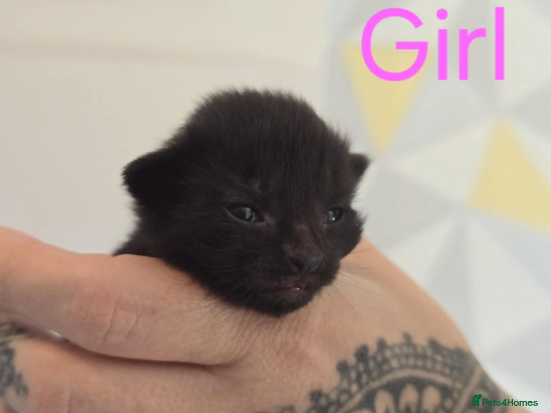 Mixed Breed cats for sale: Adorable Kittens Looking for Their Forever Homes - Image 11