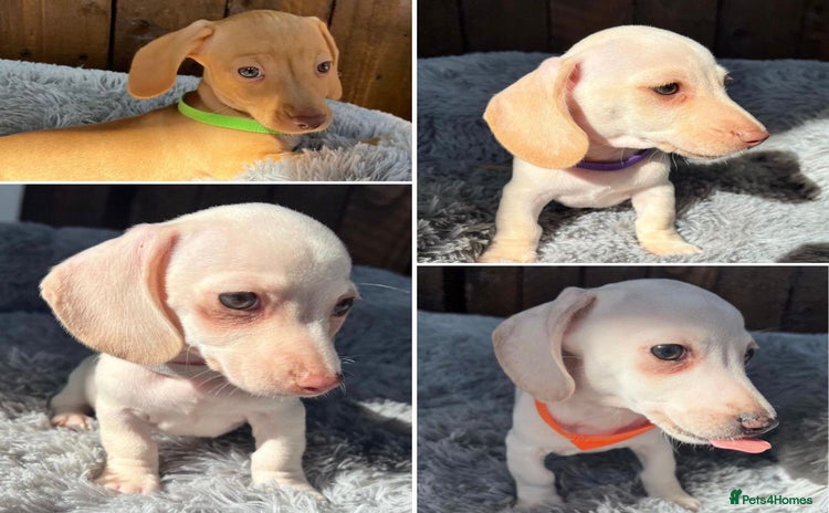 Miniature Dachshund dogs - Advert 6