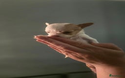 Chihuahua dogs for sale:  **  chihuahuas  - Advert 5