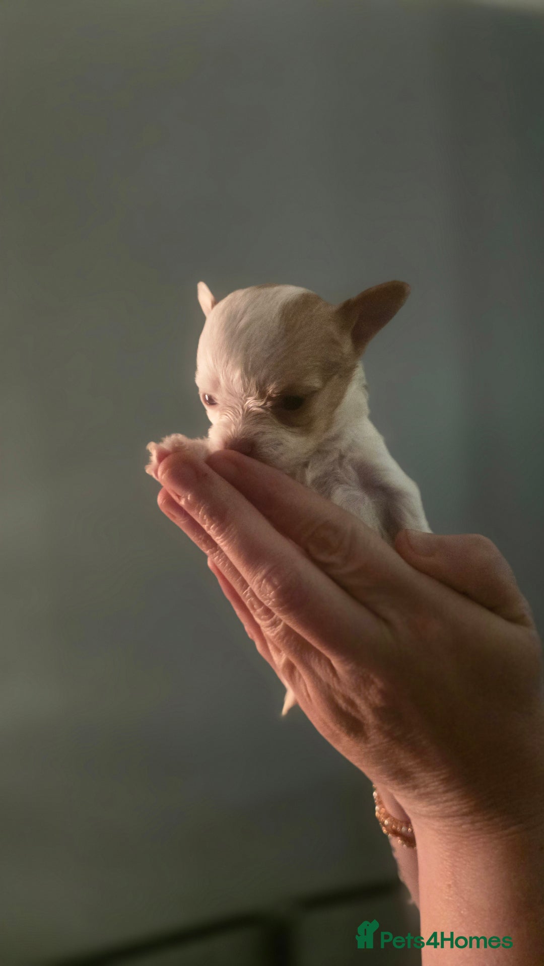 Chihuahua dogs for sale:  **  chihuahuas  - Advert 5