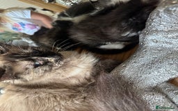 Ragdoll cats for sale: Female half ragdoll  - Image 3