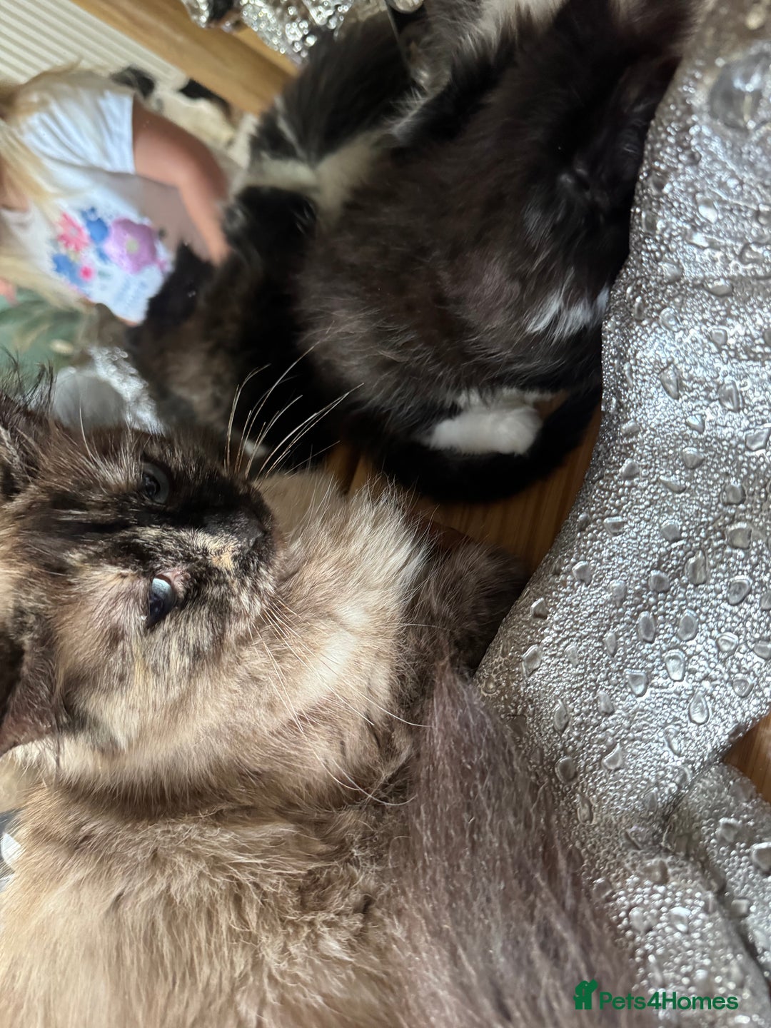Ragdoll cats for sale: Female half ragdoll  - Image 3