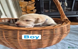 Labrador Retriever dogs for sale: Chunky Labrador retriever pups for sale - Image 10