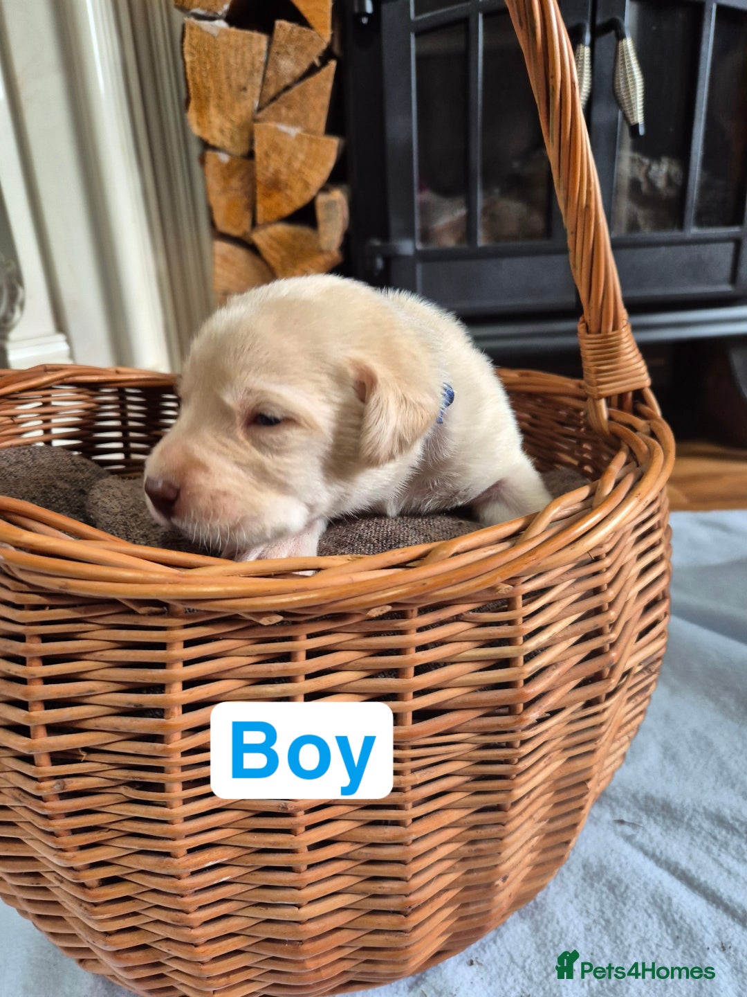 Labrador Retriever dogs for sale: Chunky Labrador retriever pups for sale - Image 10
