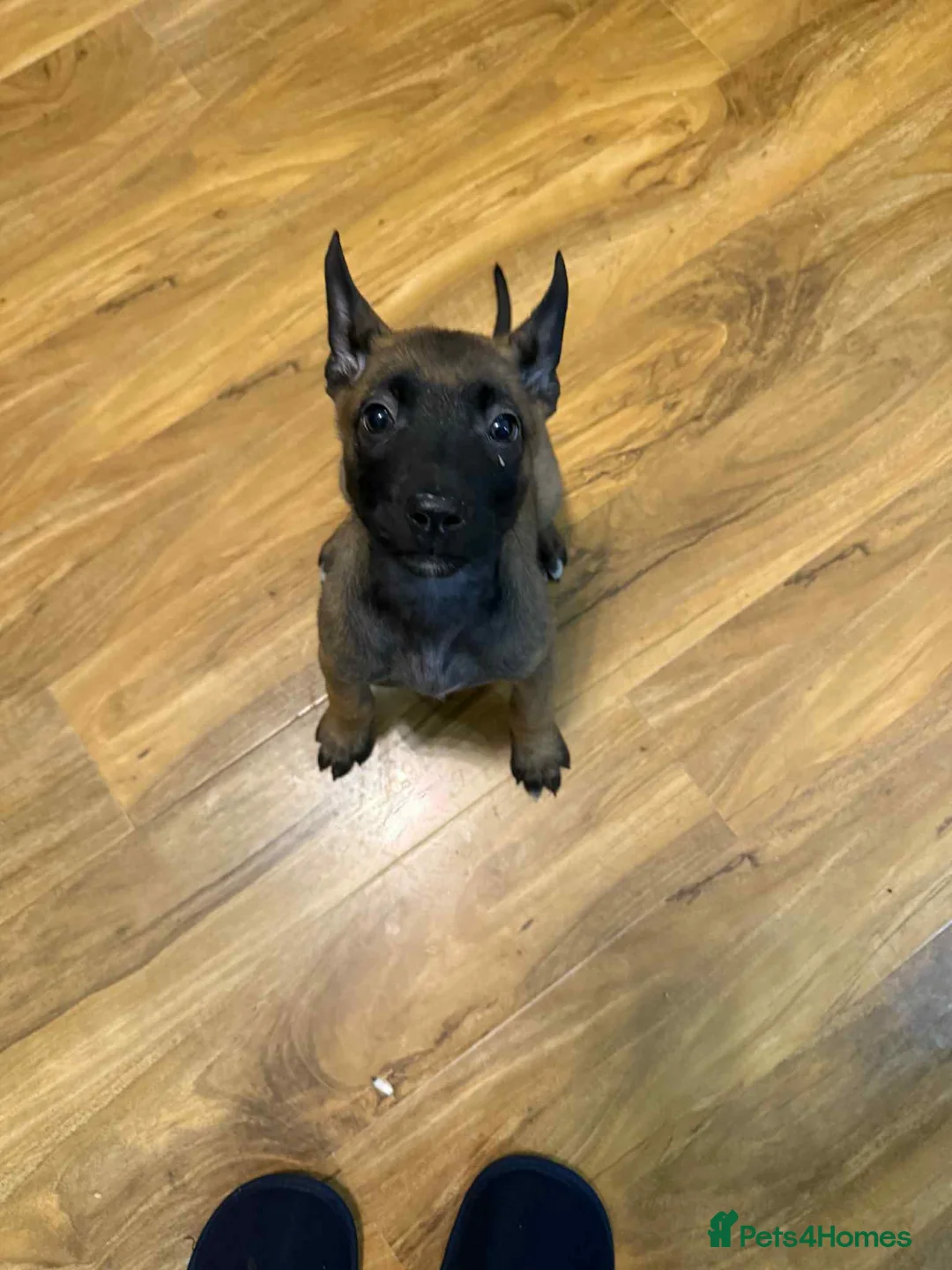 Belgian Shepherd Dog dogs for sale:  1 girl left belgian malinois - Advert 8