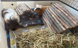 Guinea Pig rodents for sale: Male Guinea Pigs - Image 1
