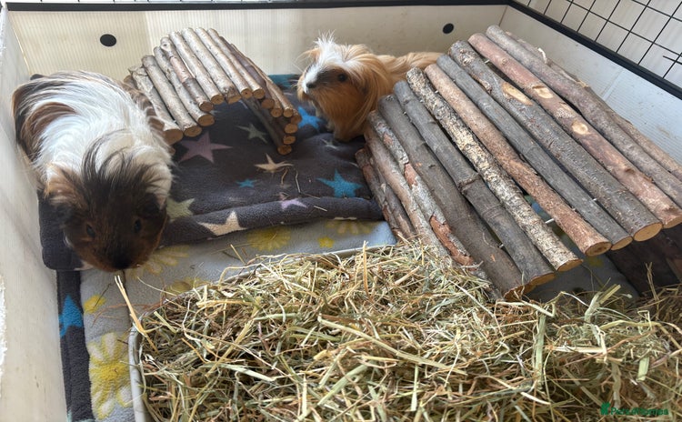 Guinea Pig rodents - Advert 16