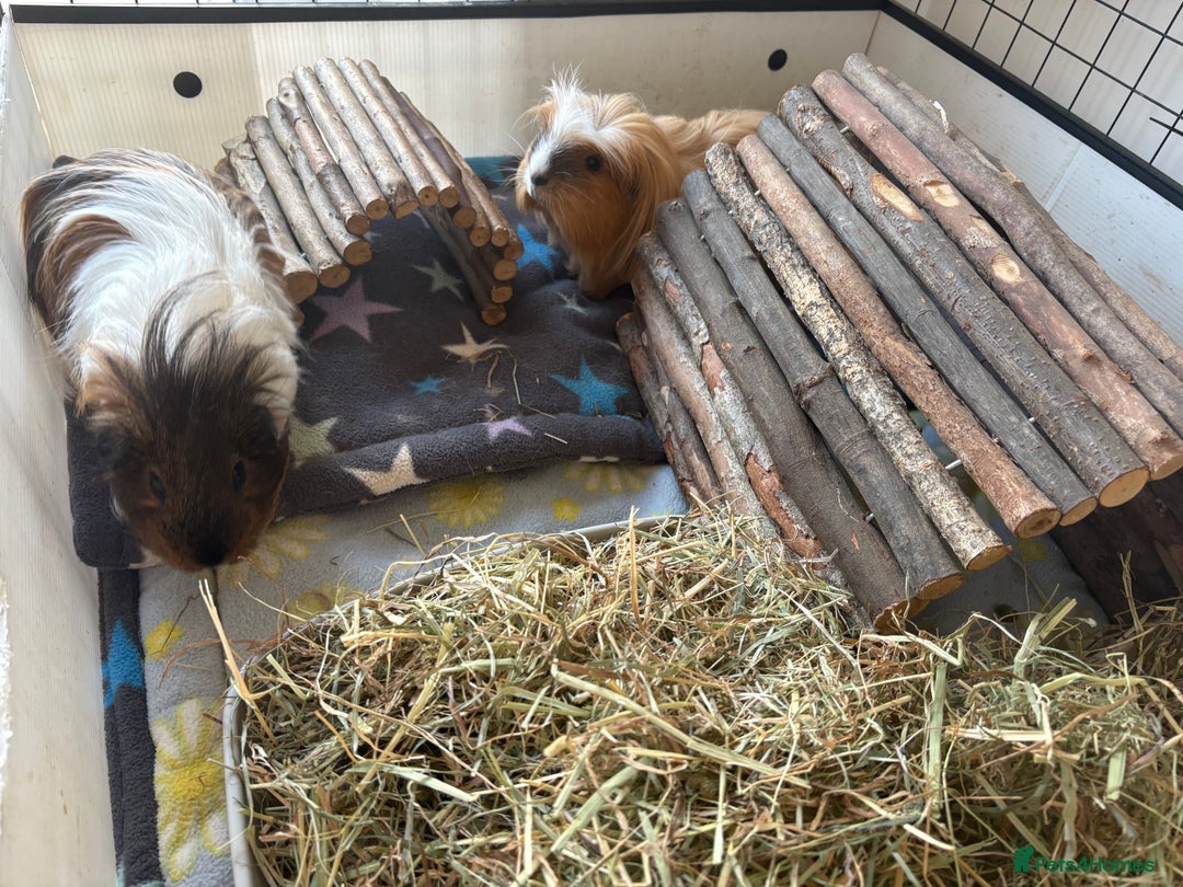 Guinea Pig rodents for sale: Male Guinea Pigs - Image 1