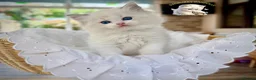 Ragdoll cats for sale: READY TO GO 1 left  (£900) available(TIMEWASTERS)  - Advert 18