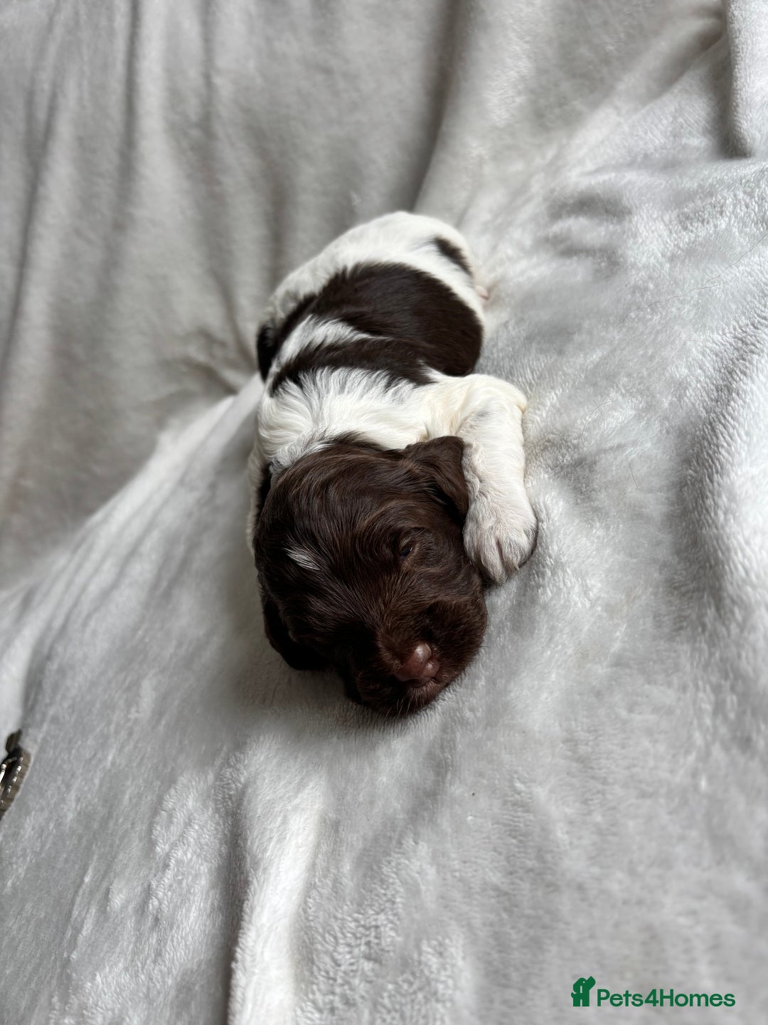 Cockapoo dogs for sale: F1 COCKAPOO  - Image 4