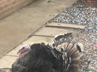 Mixed Breed birds Norfolk bronze - Advert 4