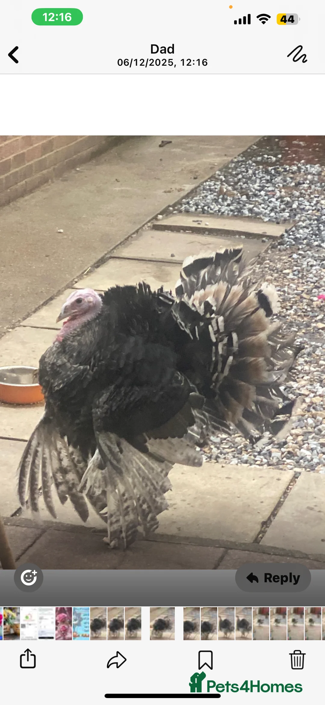 Mixed Breed birds for sale: Norfolk bronze  - Advert 1