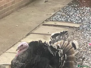 Mixed Breed birds Norfolk bronze - Advert 15