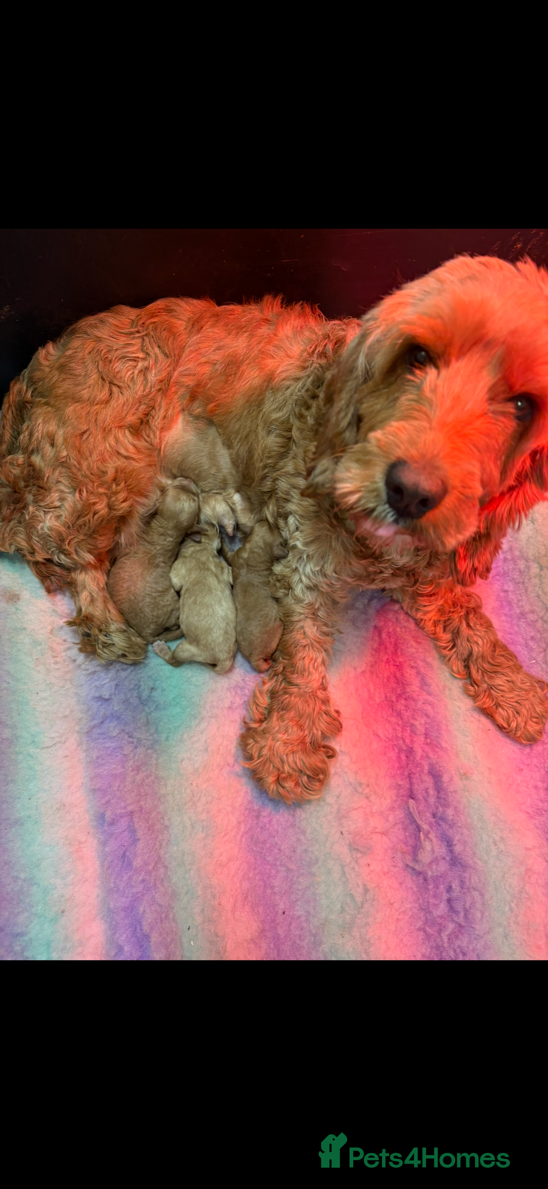 Cockapoo dogs for sale: 2 F1B cockapoo puppies 💖💙 - Advert 2